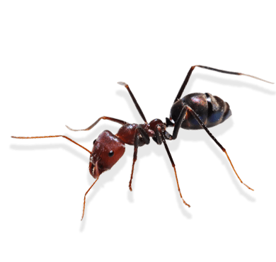Ants