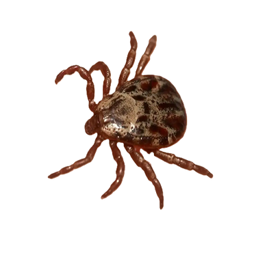 Ticks