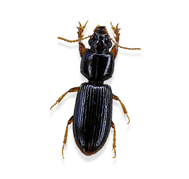 Wood Borers