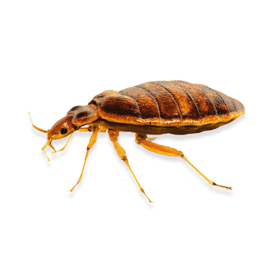 Bed Bugs