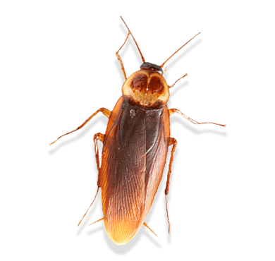 Cockroaches