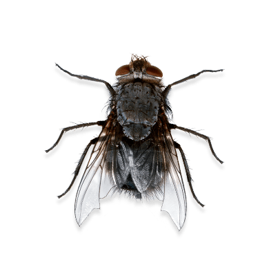 Houseflies
