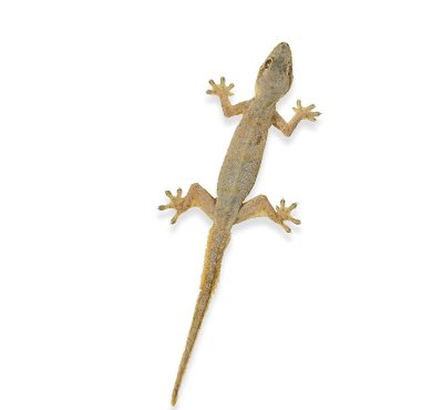 Lizards