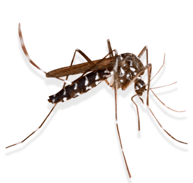 Mosquitoes