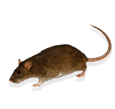 Rodents/Rats