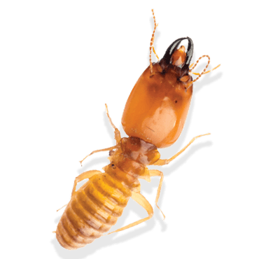 Termites